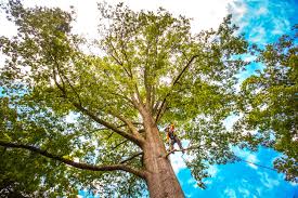 Best Firewood Processing and Delivery  in Bear Creek, FL