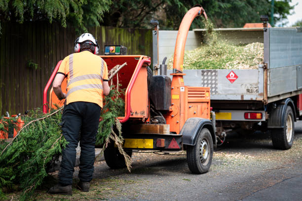 How Our Tree Care Process Works  in  Bear Creek, FL